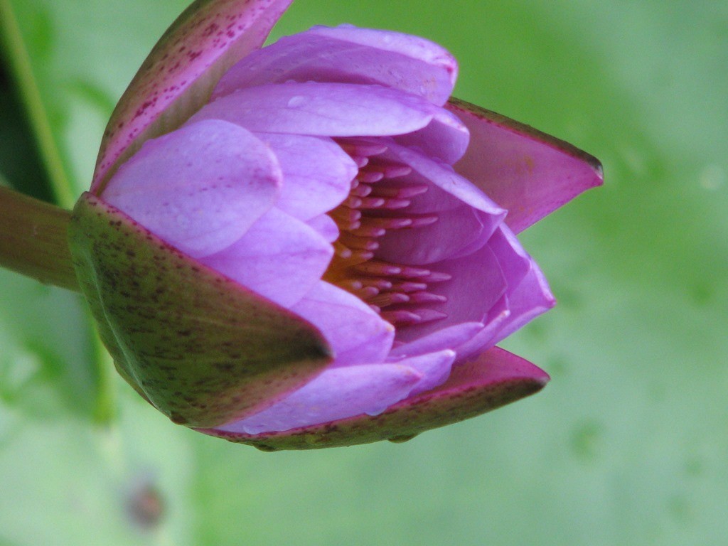 Lotos 5 april